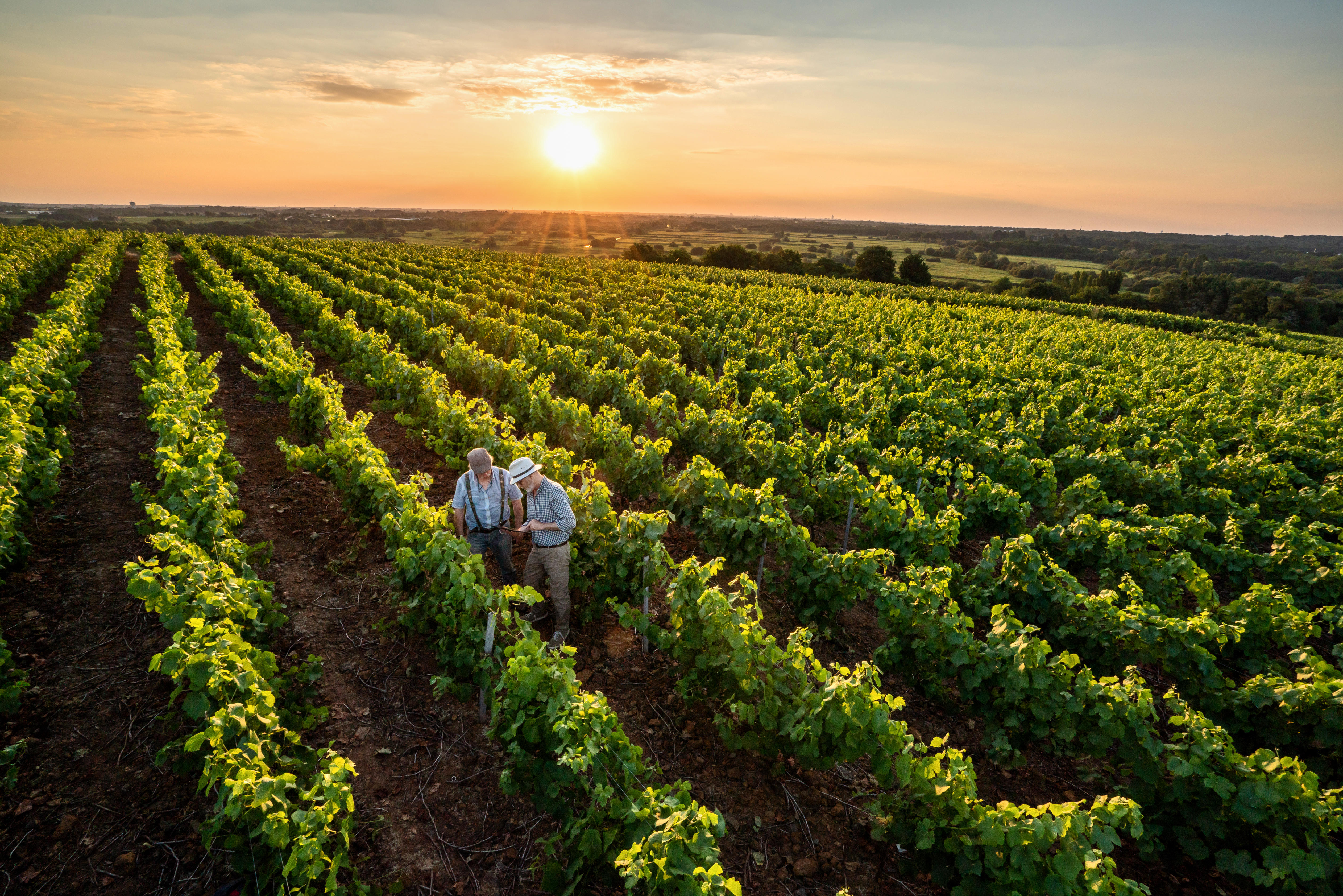 Winemakers inspecting grapevines at sunset in the Penedès wine region near Sitges, Barcelona